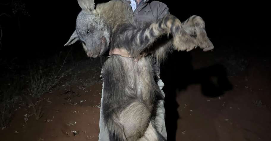 7 Day Brown Hyena - Limited Dates