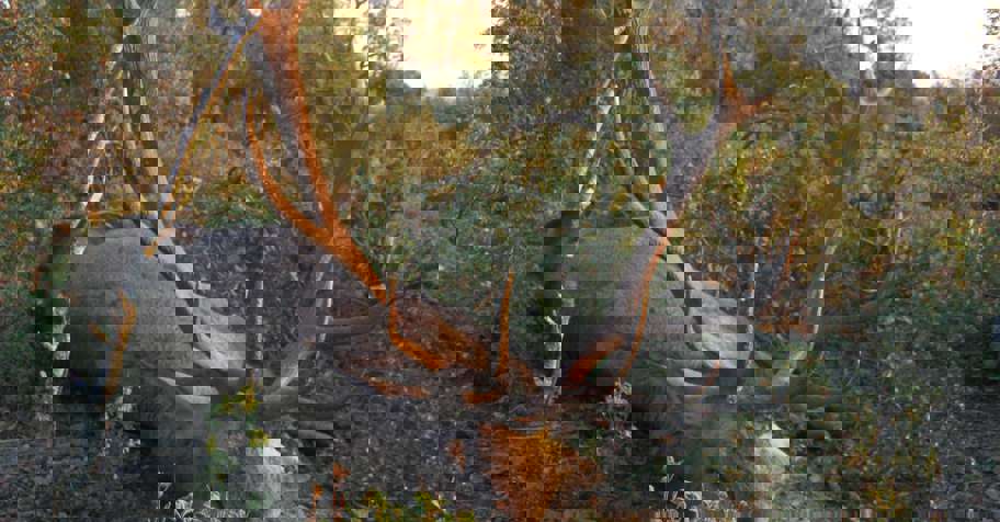 Anatolian Red Deer Stag