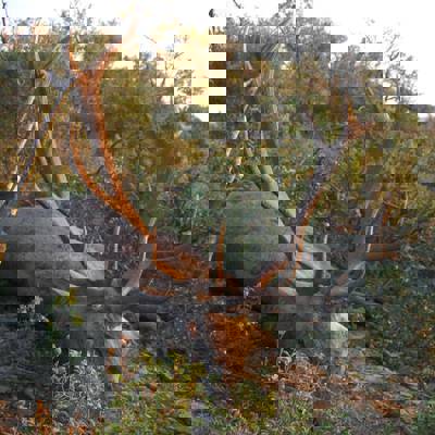 Anatolian Red Deer Stag