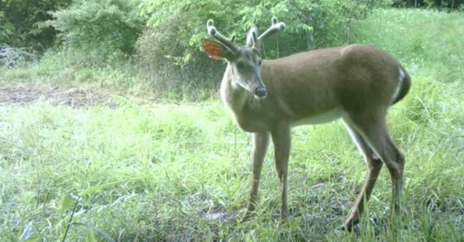 DEER BUCK Archery 5 (Late) Muzzleloader