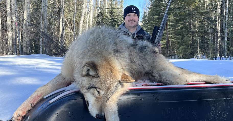 2026 Baited Wolf Hunts