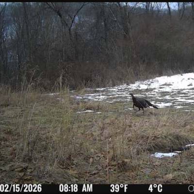 Spring Gobbler Youth Hunt 2026