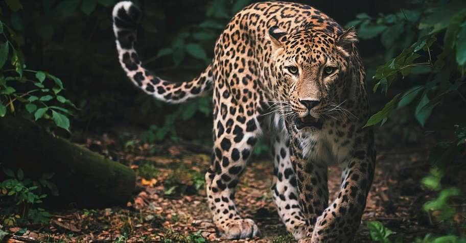 Leopard & Nyala Hunt - Bubye Valley