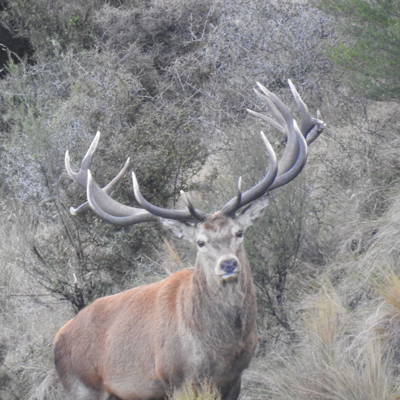 Trophy Nz Red stag