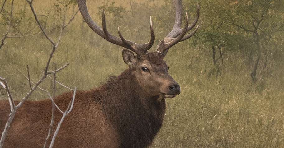 Red Stag food and lodging.