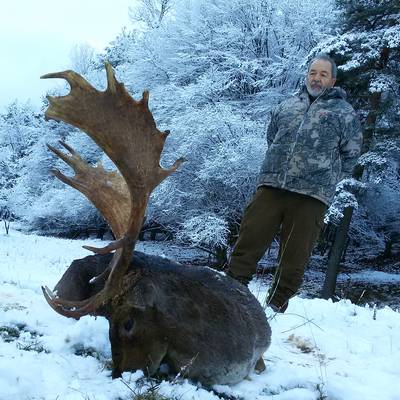 Fallow deer bronze medal hunt Bulgaria
