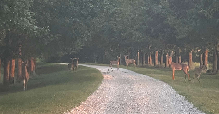 January Antlerless (7-Day)