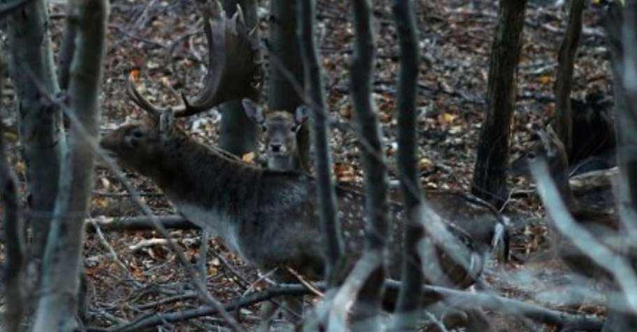 Flat rate fallow buck hunt