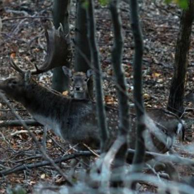 Flat rate fallow buck hunt