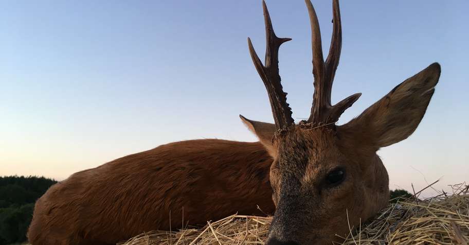 Summer Roe Buck Hunt