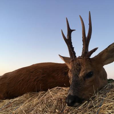 Summer Roe Buck Hunt