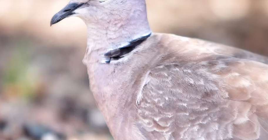 Pheasant, Quail & Chukar Day Package