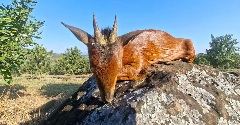 7 Day Red Duiker - Limited Dates