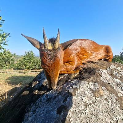 7 Day Red Duiker - Limited Dates