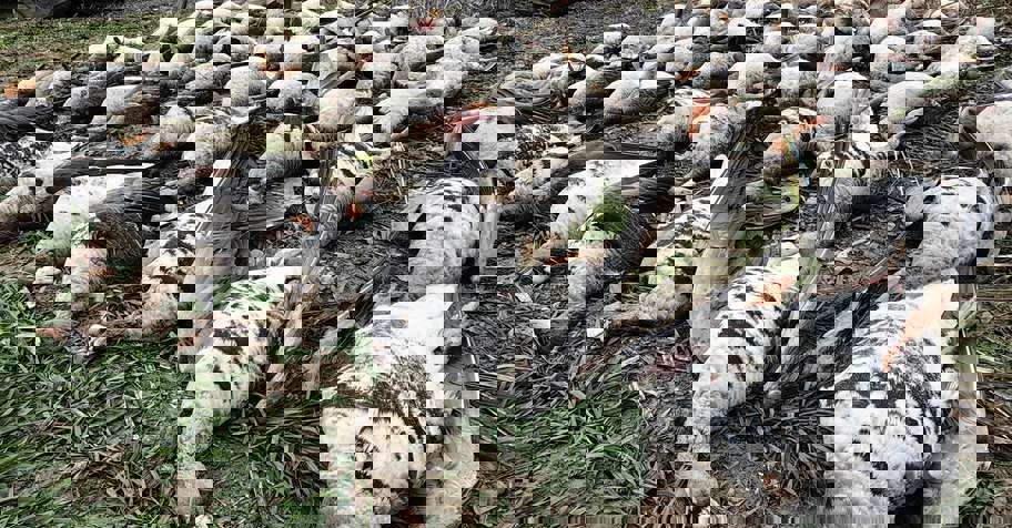 Goose Hunting in Romania