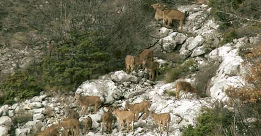 Aoudad/Barbary sheep hunt by the sea