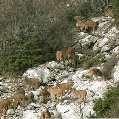 Aoudad/Barbary sheep hunt by the sea