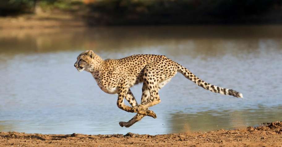 10 Day Cheetah Package Hunt