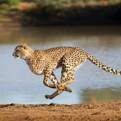10 Day Cheetah Package Hunt