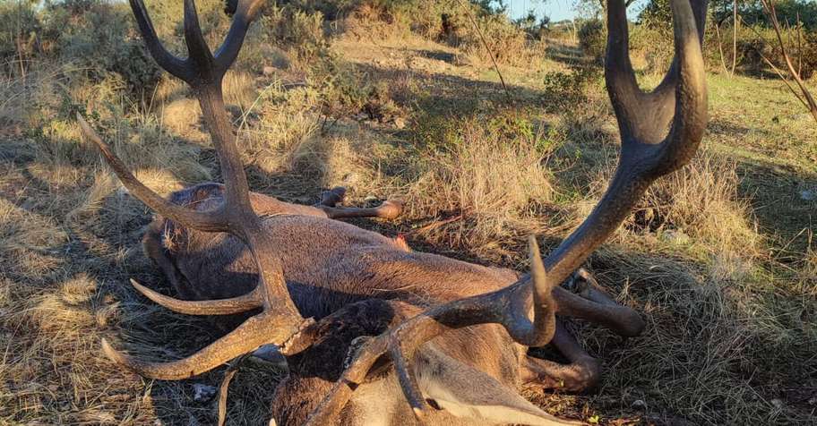 Red Deer hunt without point limit