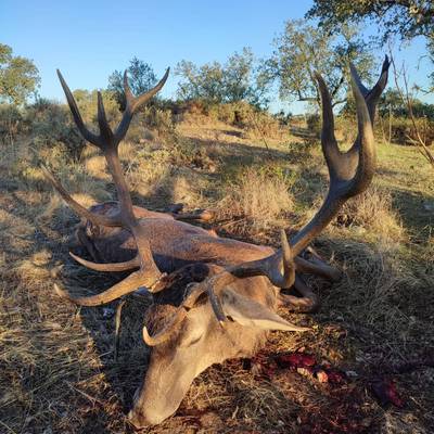 Red Deer hunt without point limit