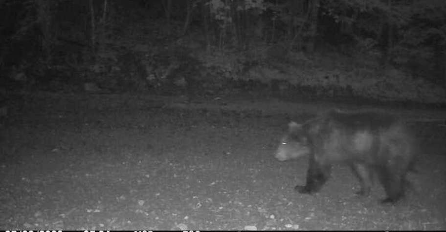 Autumn brown bear hunt