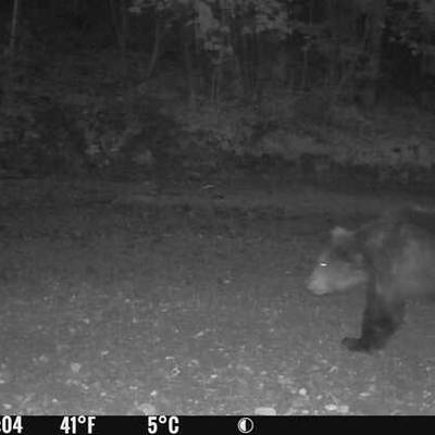 Autumn brown bear hunt