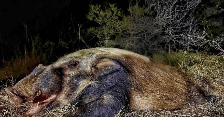Bushpig & Predator Night Hunt