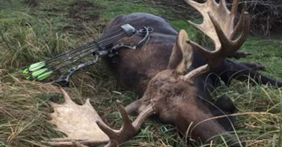 Trophy Alberta Moose Rut Archery 2026