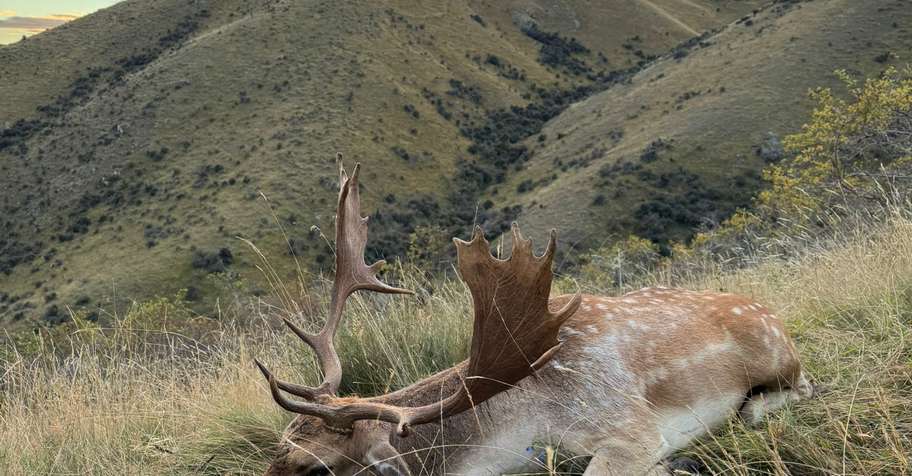 Free Range Fallow Buck