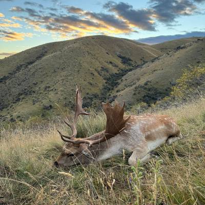 Free Range Fallow Buck
