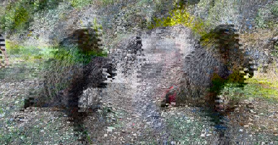 Driven and Night Hunt - Antalya 6 Day