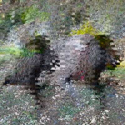 Driven and Night Hunt - Antalya 6 Day