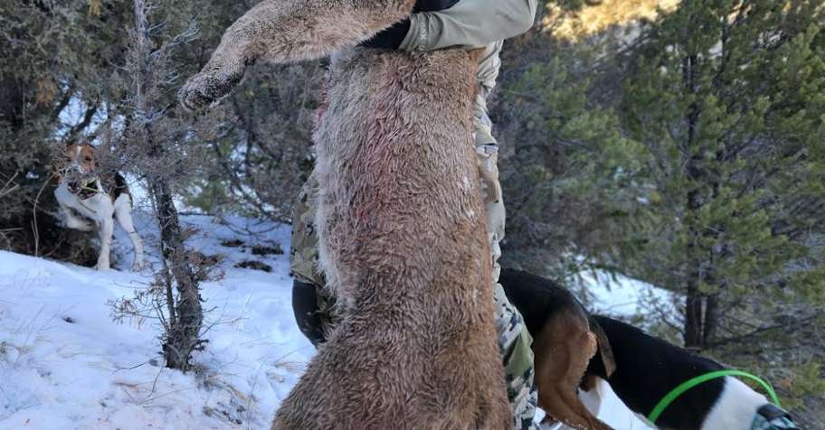 5 Day Mountain Lion Hunt '25-26