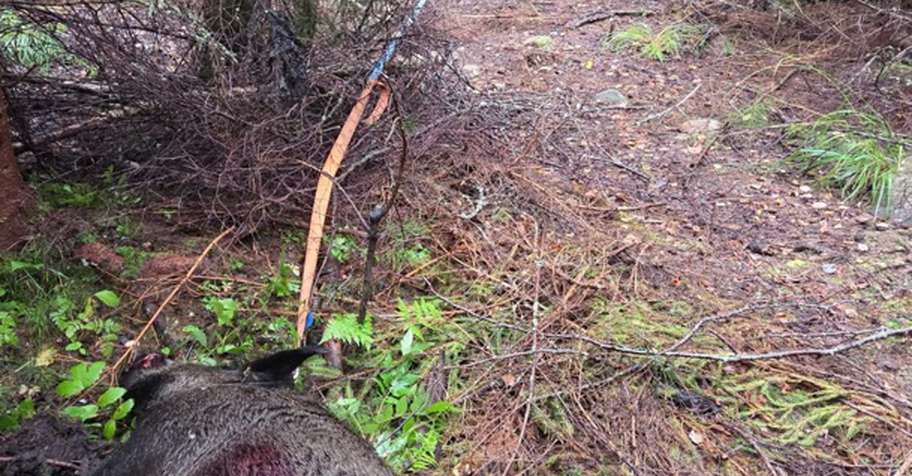Self-Guided Wild boar Hunt on Feeder