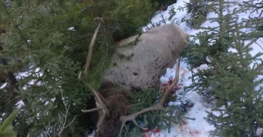 Fully Guided 3 Day Bull Elk Hunt