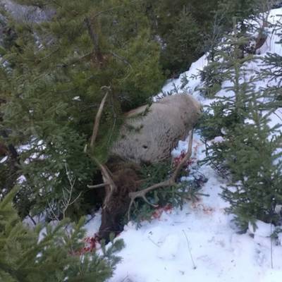 Fully Guided 3 Day Bull Elk Hunt