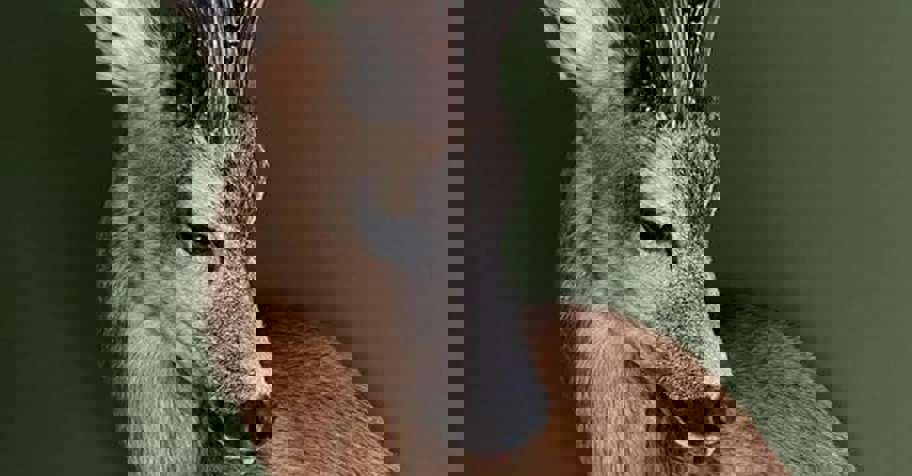 Medal class roe bucks