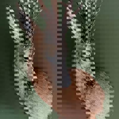 Medal class roe bucks