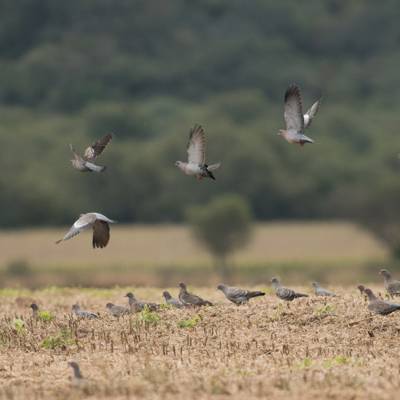 Pigeon Shooting