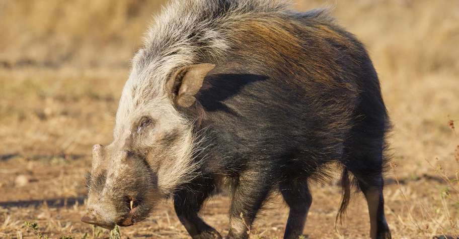Bushpig Hunt