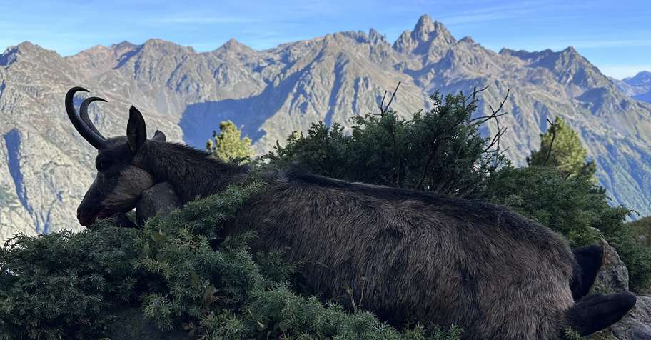 Chamois hunting trip