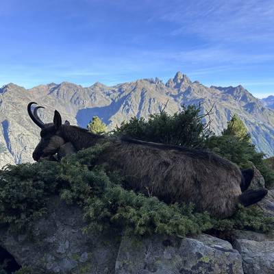 Chamois hunting trip