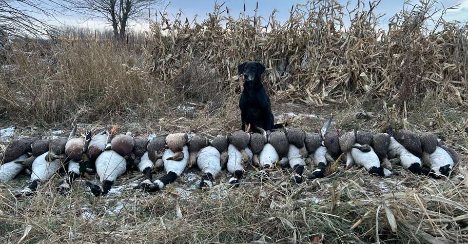 Waterfowl 3 day (lodging & licence)