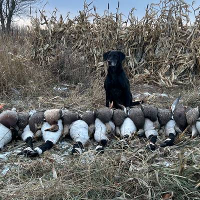 Waterfowl 3 day (lodging & licence)