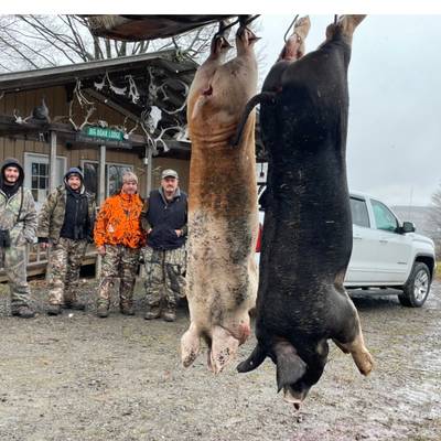 Hog Hunt 2026