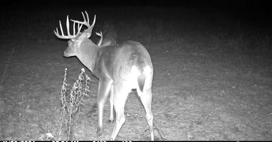 Guided Deer Hunt 2026