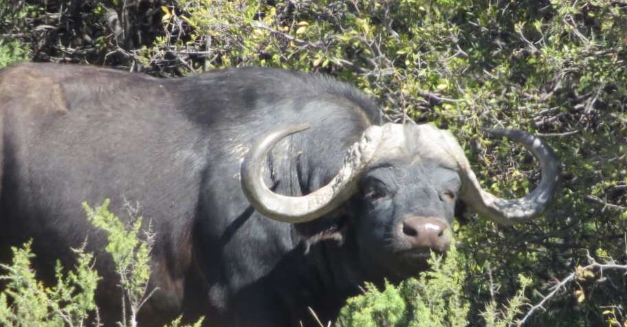 Karoo Buffalo Package
