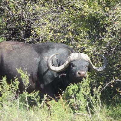 Karoo Buffalo Package