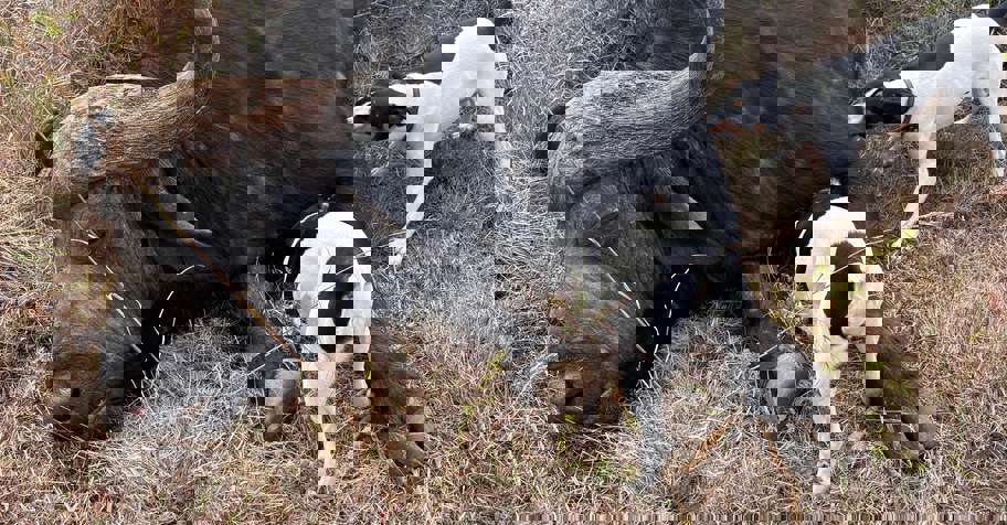 Eastern Cape Buffalo Package